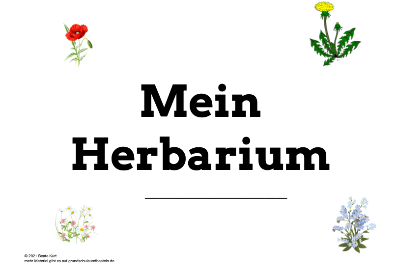 Lernheft: Mein Herbarium – Wiesenblumen