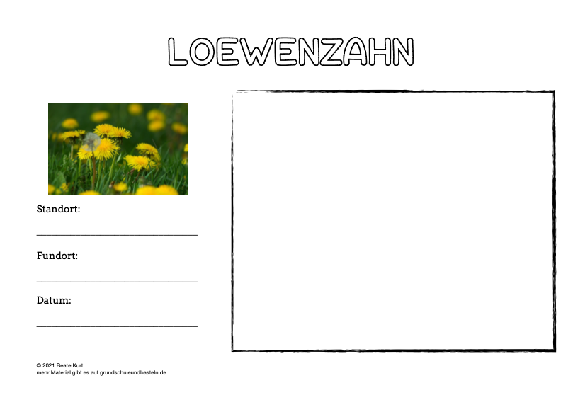 Lernheft: Mein Herbarium – Wiesenblumen