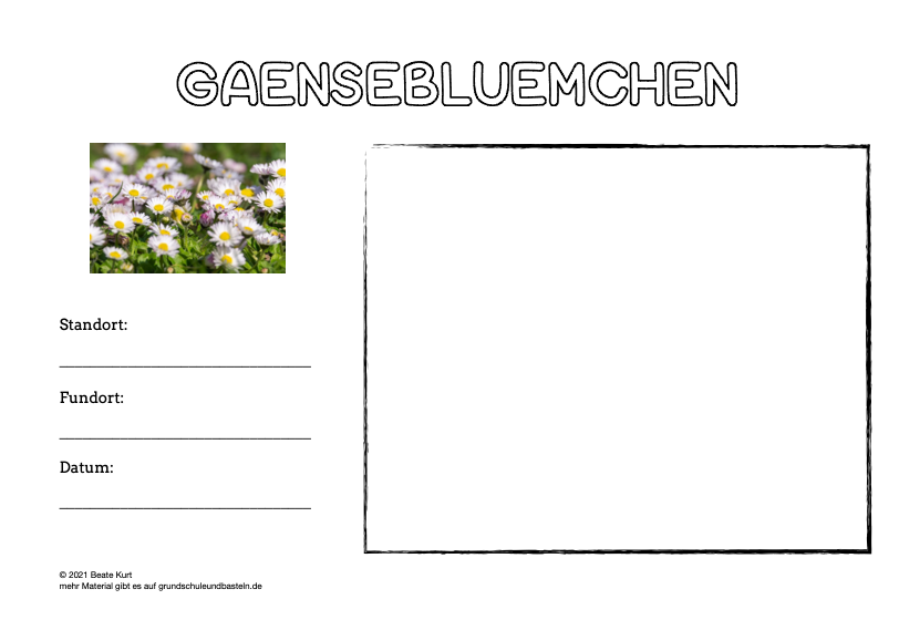 Lernheft: Mein Herbarium – Wiesenblumen