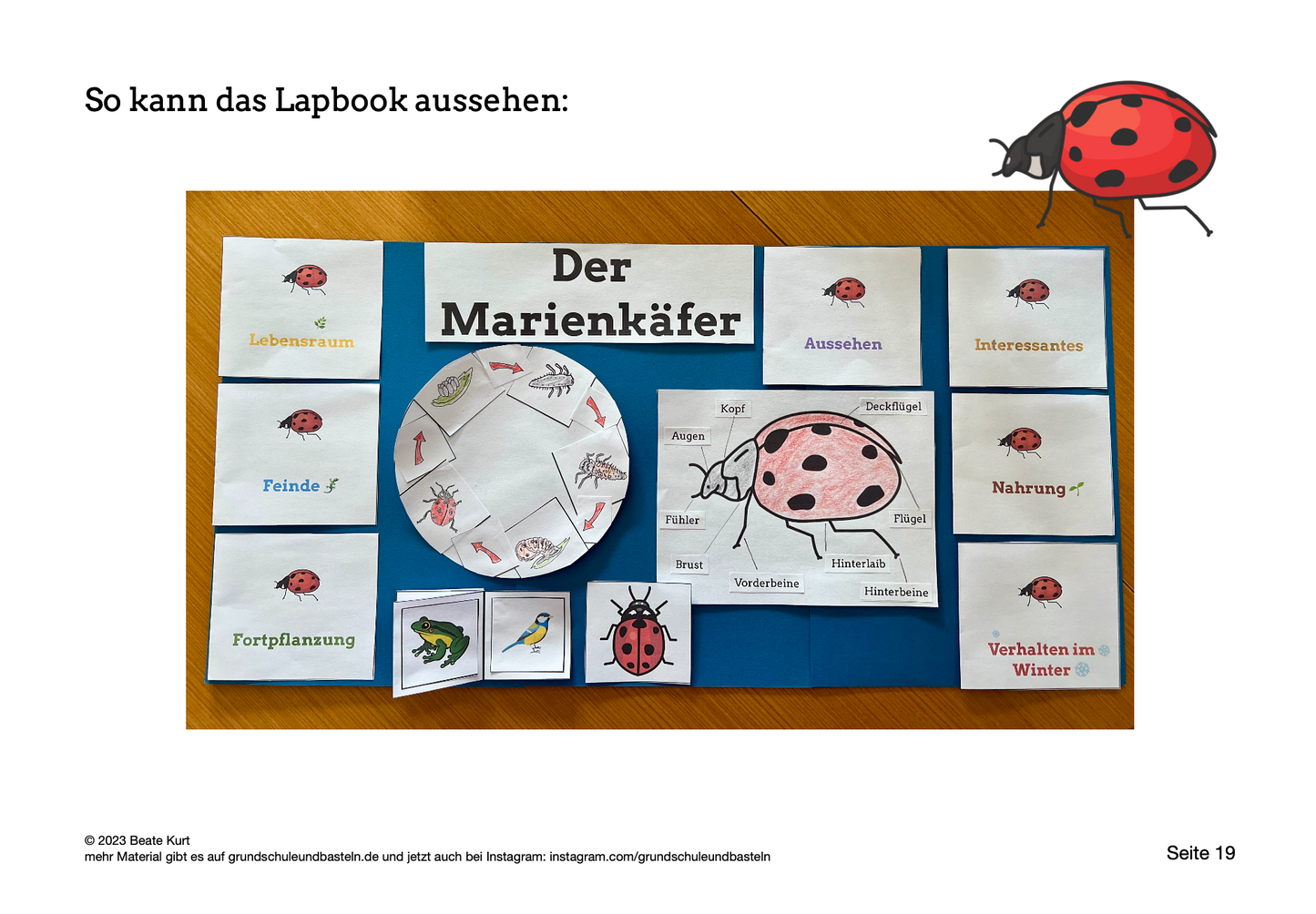 Lapbook: Marienkäfer