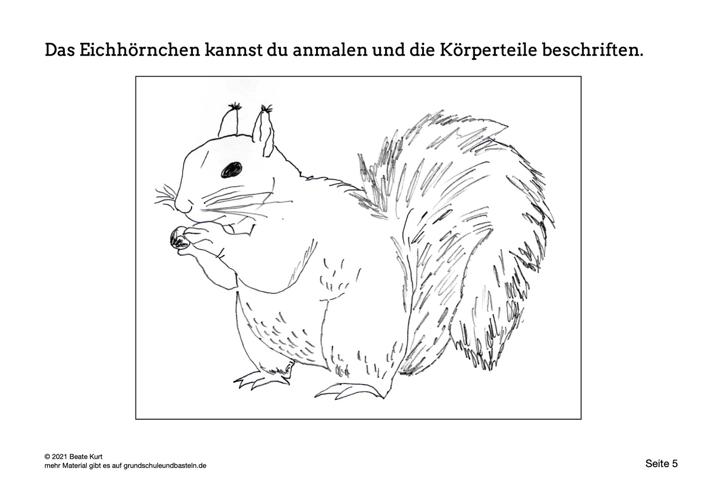 Lapbook: Eichhörnchen