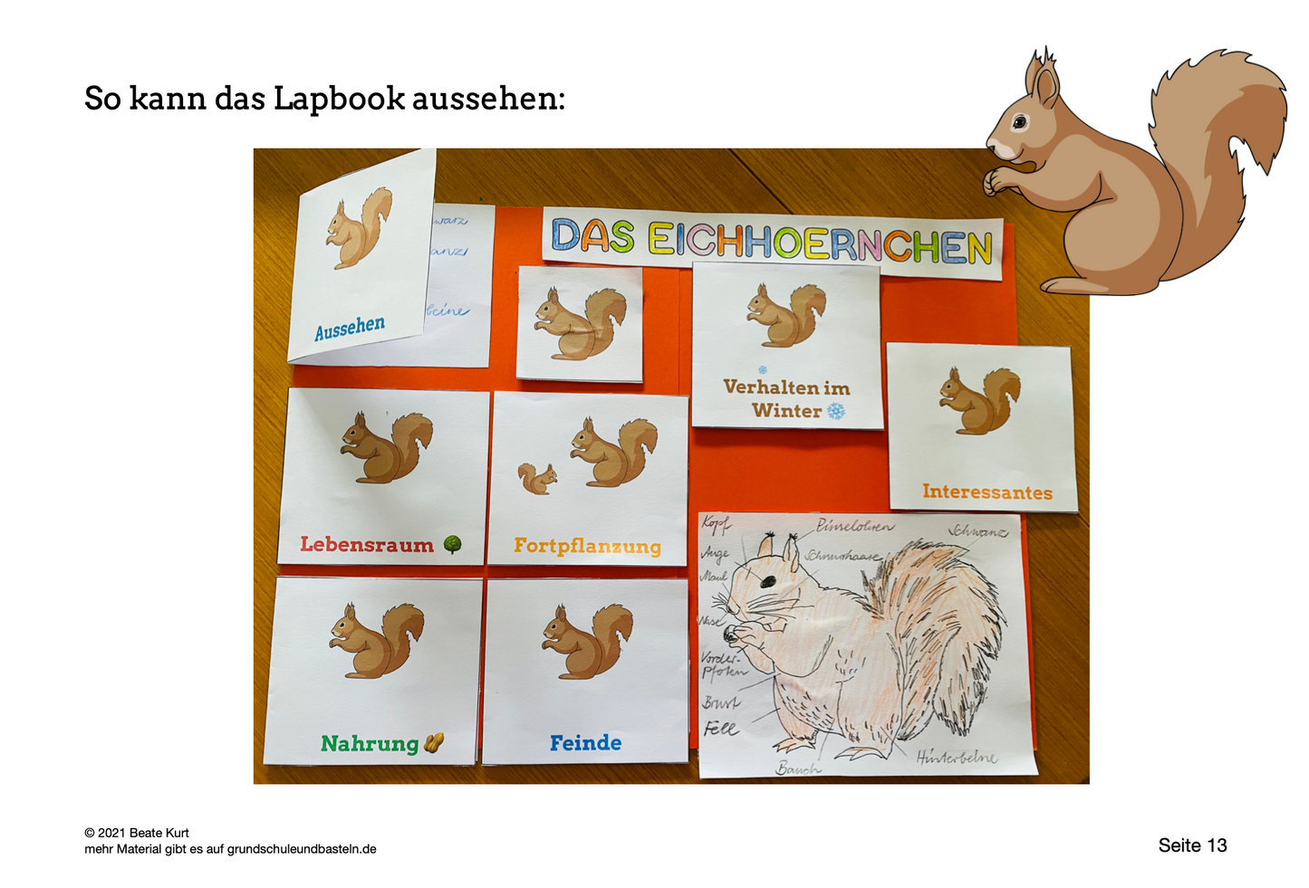 Lapbook: Eichhörnchen