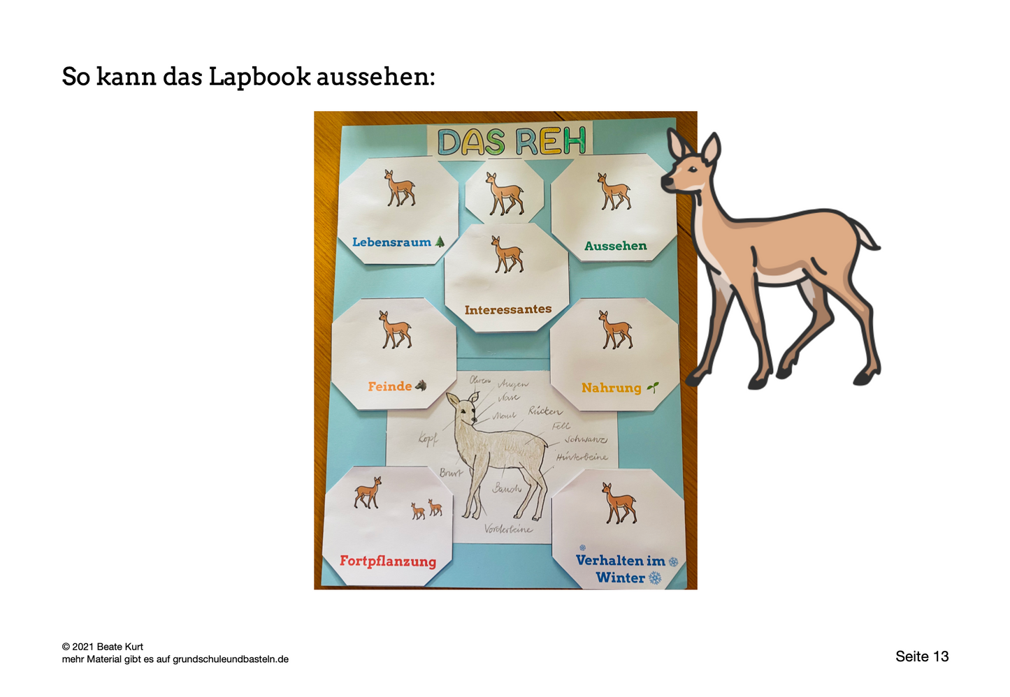 Lapbook: Reh