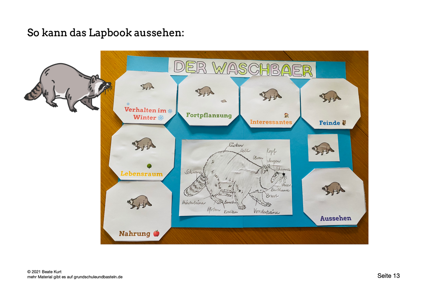 Lapbook: Waschbär