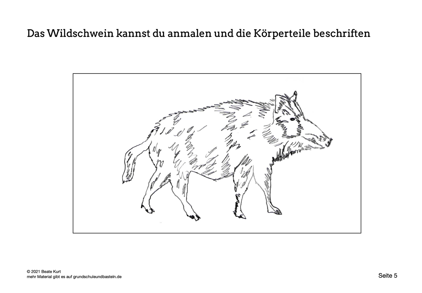 Lapbook: Wildschwein