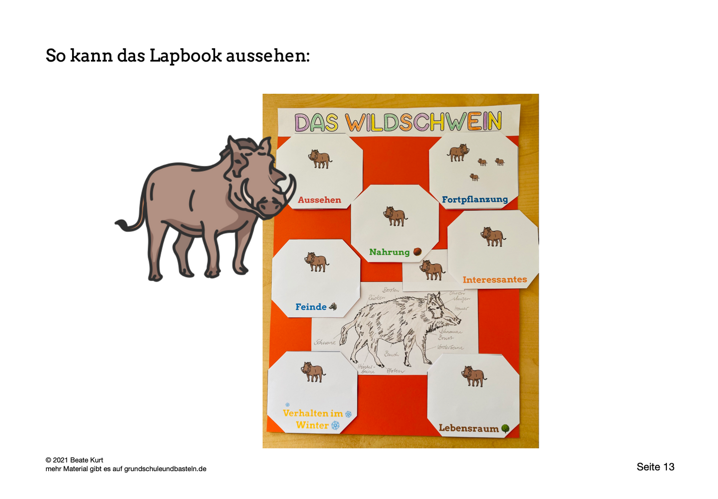 Lapbook: Wildschwein